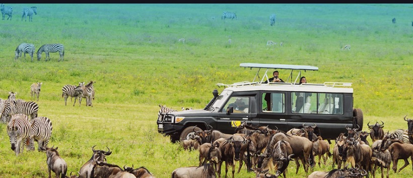 Safari Tours