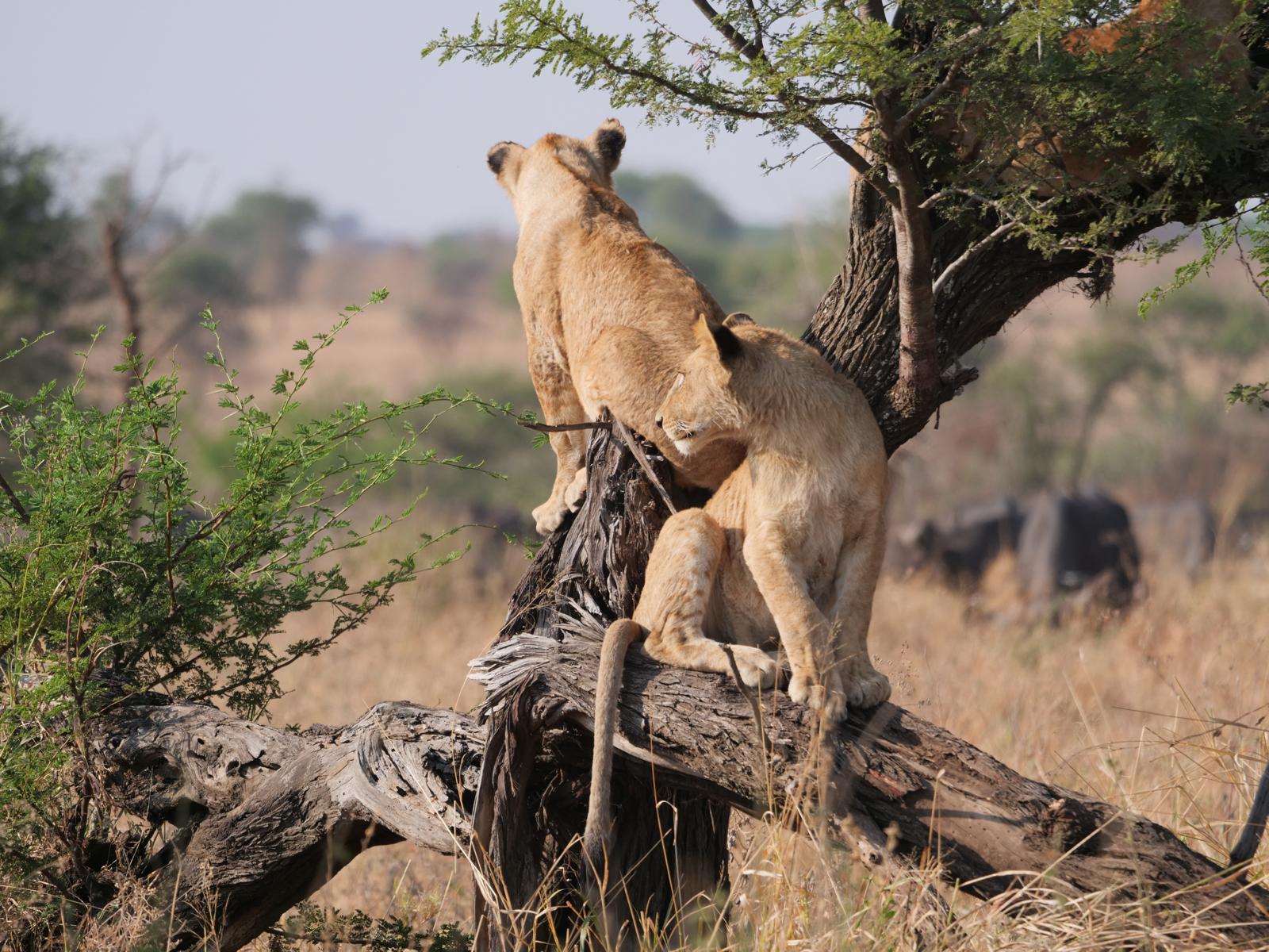 Tanzania Wildlife Safari